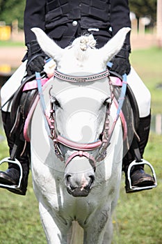 Beautiful white pony with pink bridle