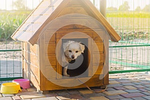 Beautiful white pooch dog in the booth on a sunny day. House for an animal. Selective focus