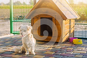 Beautiful white pooch dog near the booth on a sunny day. House for an animal. Selective focus