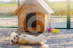Beautiful white pooch dog near the booth on a sunny day. House for an animal. Selective focus