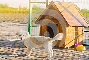 Beautiful white pooch dog near the booth on a sunny day. House for an animal. Selective focus