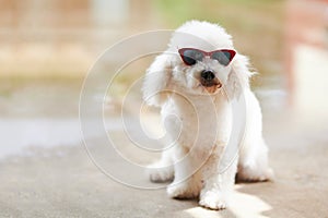 Beautiful white poodle in red sunglasses