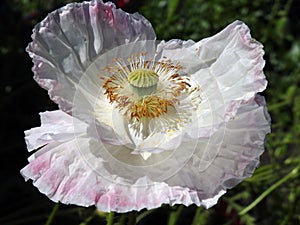 Beautiful white poppy flower