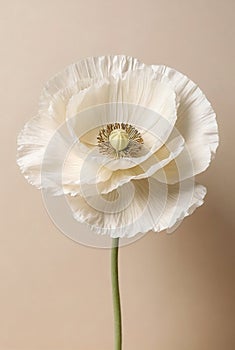 Beautiful white Poppy flower close up on beige background . Floral art.