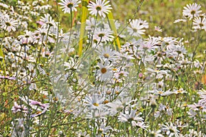 Beautiful white and puple pink daisy flowers in a bunch group in a daylight afternoon