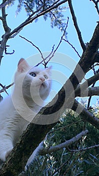 A beautiful White puppy with Blue eyes on a tree in Chianti Tuscany Italy