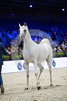 Beautiful white purebred arabian horse posing at competition. cover manege