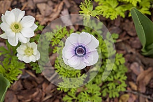 beautiful white and purple Anemone de Caen Mr. Fokker flowers with lush green leaves and plants at Atlanta Botanical Gardens in