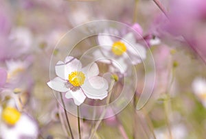 Beautiful white and purple Anemone nemorosa flower.