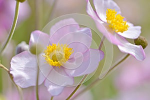 Beautiful white and purple Anemone nemorosa flower.