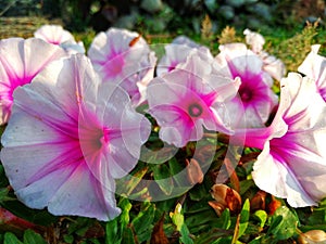 Beautiful white and purple colour  flowers