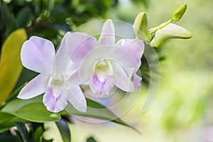 Beautiful white purple orchid, Dendrobium.