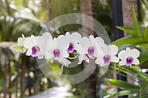 Beautiful white and purple orchid flower bloom on the tree with sunlight in the garden on blur nature background. photo