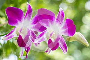 Beautiful white purple orchids, Dendrobium.