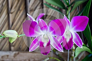 Beautiful white and purple orchids