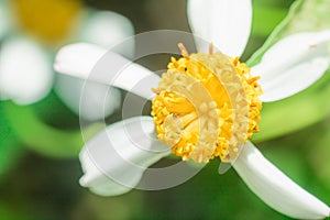 Beautiful white pyrethrum flowers