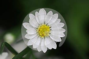 Beautiful white pyrethrum flowers