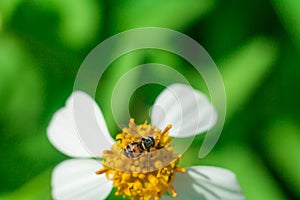 Beautiful white pyrethrum flowers Bee