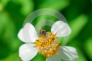 Beautiful white pyrethrum flowers Bee