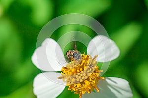 Beautiful white pyrethrum flowers Bee