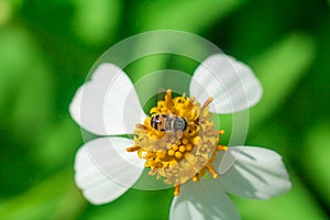 Beautiful white pyrethrum flowers Bee