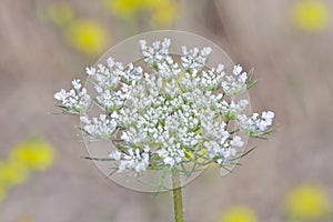 Beautiful White Queen Anne's Lace With Floral Background