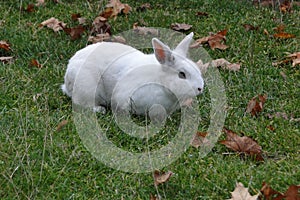 Beautiful white rabbit on a greeny lawn.