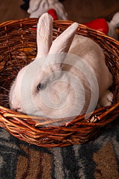 A beautiful white rabbit is sitting in a basket.