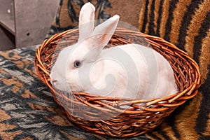 A beautiful white rabbit is sitting in a basket.