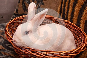 A beautiful white rabbit is sitting in a basket.