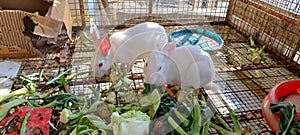 Beautiful white Rabits