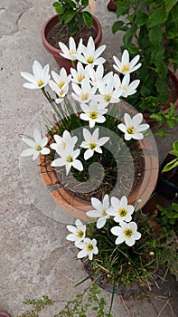 Beautiful white rain lily Flower blooming Busch