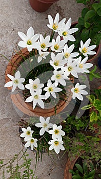 Beautiful white rain lily Flower blooming Busch