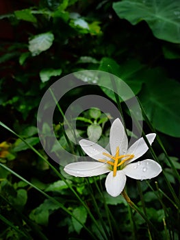 A beautiful white Rain Lily flower in rainy season