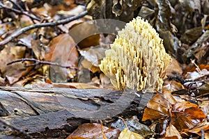 A beautiful white Ramaria formosa mushroom on a peace of wood in the forrest