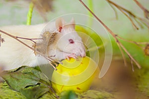 Beautiful white rat among the branches of a tree