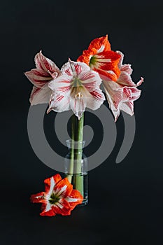 Beautiful white and red Amaryllis flowers in a glass vase on a black background