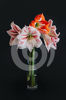 Beautiful white and red Amaryllis flowers in a glass vase on a black background