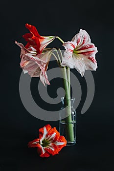 Beautiful white and red Amaryllis flowers in a glass vase on a black background