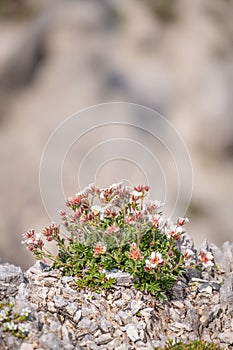 Beautiful, white and red blooming tiny flowers on a rock