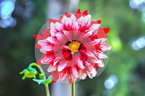 Beautiful white and red dahlia