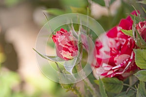 Beautiful white red rose on a bush in a garden