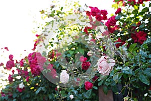 Beautiful white and red rose flowers grow together in a green bush. Rose garden on a sunny June day
