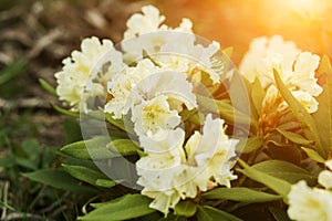 Beautiful white rhododendron flowers closeup in the sun