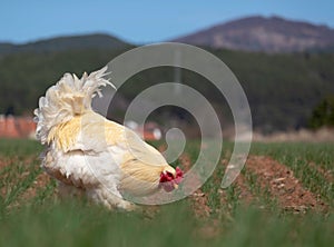 Beautiful white rooster grazes on green grass and peacks grain in a field