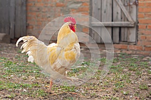 Beautiful white rooster strides through the poultry yard on the farm photo
