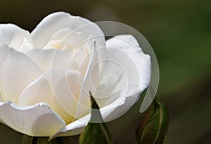 A beautiful white Rose