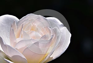 A beautiful white Rose
