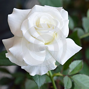 Beautiful white Rose