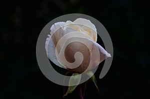 Beautiful White Rose Black Backgroundl